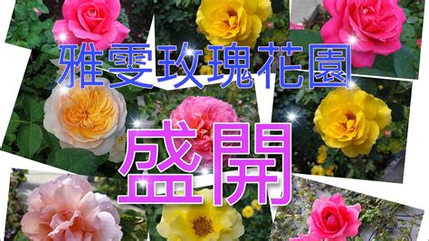 種玫瑰|【從0開始作花園EP2